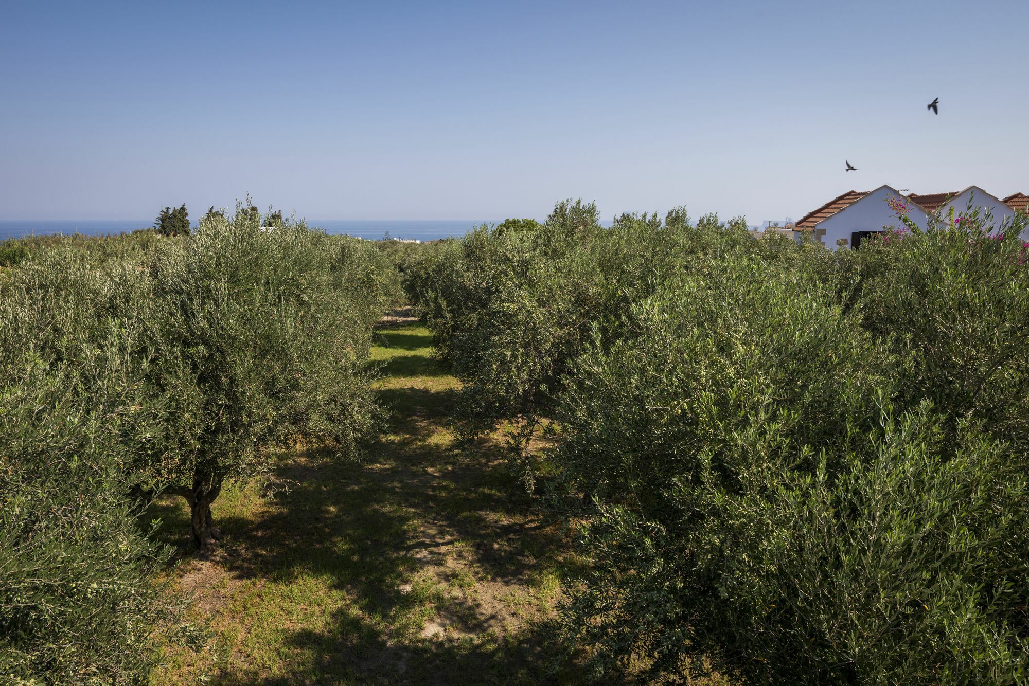 Orionas Village Kato Daratso Extérieur photo